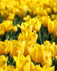 Selective Focus on Yellow Tulip in Field of Flowers. Close-Up Shot.