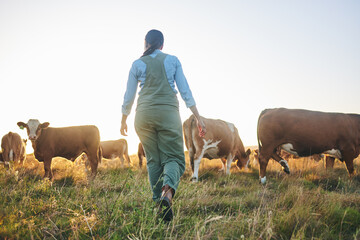 Woman, cow farm and walking in countryside on a grass field at sunset with farmer and cattle....