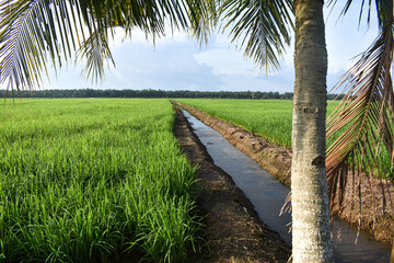 View of paddy fields with coconut trees. Clear sky background and good weather in Johor, Malaysia.