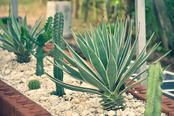 green houseplants cactus succulent aloe vera, gasteria duval, pilea depressa, parodia warasii, ficus