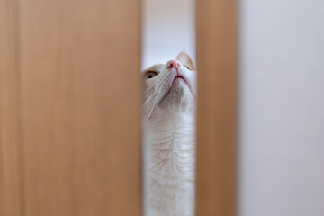 ドアの隙間から覗く猫　茶トラ白