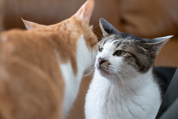 匂いを嗅ぎ合う猫