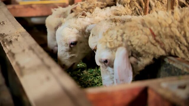 Sheep eating chopped herbs in a traditional wooden pen in rural Indonesia. Close-up side view video with a telephoto lens. The sheep look healthy and eager to eat.
