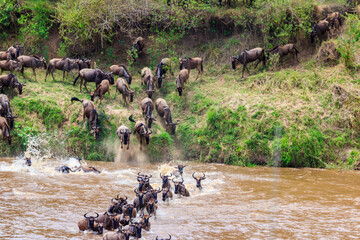 Wildebeest crossing the Mara river in Serengeti national park, Tanzania. Great migration