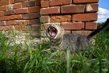 A cat walks on green grass with a brick wall in the background