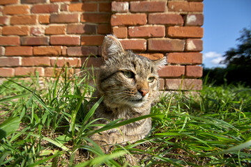 A cat walks on green grass with a brick wall in the background
