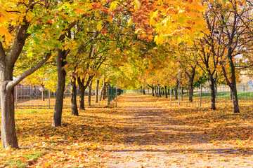 Alley with yellow maple trees in a city park at autumn