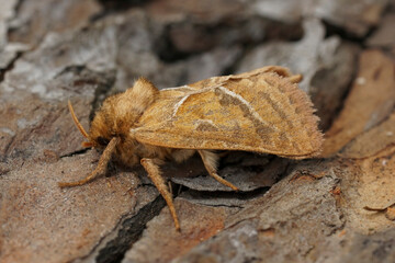 Closeup on the European orange swift owlet moth, Triodia sylvina, sitting on wood