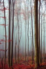 Traum Wald mystisch mit Nebel und rot