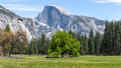 Fototapeta na wymiar Yosemite, Prominent tree in Meadow with Half Dome