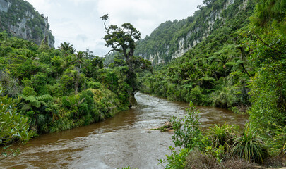 Fototapeta na wymiar New Zealand, Tree with Jungle at Pororari River
