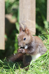 Eurasisches Eichhörnchen / Eurasian red squirrel / Sciurus vulgaris