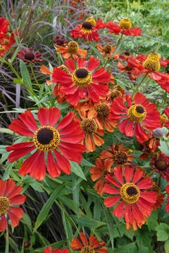 Closeup on the brilliant red rich flowers of the sneezeweed, Helenium autumnale in the garden