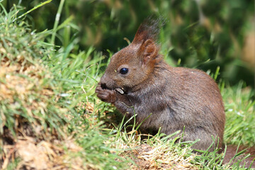 Naklejka na ściany i meble Eurasisches Eichhörnchen / Eurasian red squirrel / Sciurus vulgaris