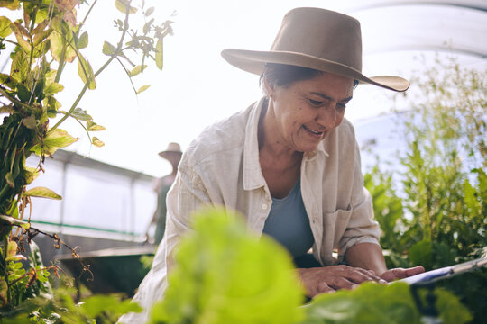 Senior woman, agriculture and greenhouse with checklist, inspection of harvest and vegetable farming. Farmer, check crops and sustainability, agro business and clipboard with growth and gardening