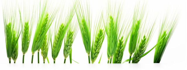 green young wheat ears isolated on a white background panorama.