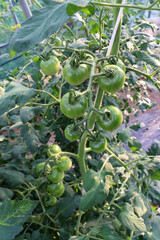 ビニールハウスでのミニトマト栽培