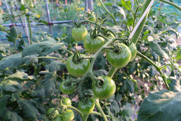 ビニールハウスでのミニトマト栽培