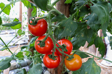 ビニールハウスでのミニトマト(フルティカ)栽培