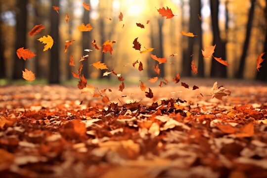 Fallen leaves in autumn forest. Nature background. Fall season concept