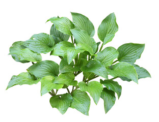 ギボウシ　高さ約28cm