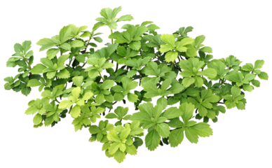 フッキソウ　高さ約24cm