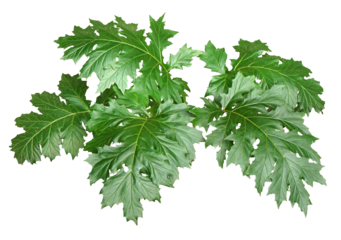 アカンサス　高さ約43cm