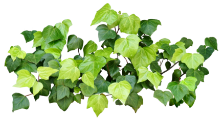 ヘデラ　高さ約36cm