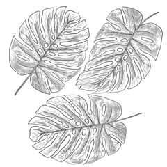 illustration of a monstera leaf 