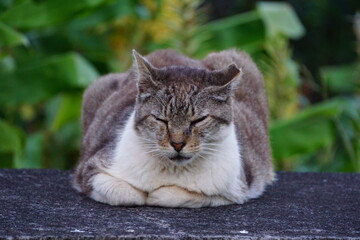 Gato descansando en piedra