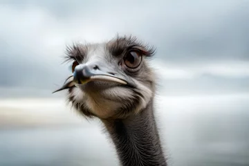 Fotobehang ostrich head closeup © tippapatt