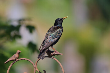 Gemeiner Star / Common starling / Sturnus vulgaris