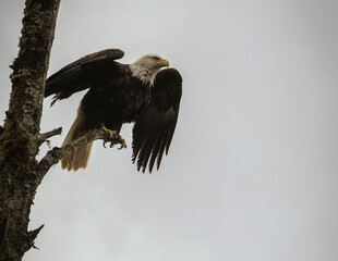 Alaskas national wildlife symbol Bald Eagle resting on branch of tree after fishing on cloudy day near Hoonah, Icy Strait Point