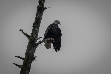 Alaskas national wildlife symbol Bald Eagle resting on branch of tree after fishing on cloudy day near Hoonah, Icy Strait Point