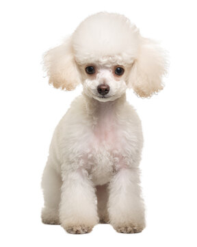 White poodle isolated on white transparent background, png, dog