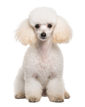 White poodle isolated on white transparent background, png, dog