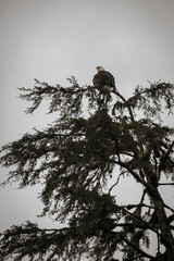 Alaskas national wildlife symbol Bald Eagle resting on branch of tree after fishing on cloudy day...
