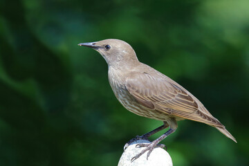 Obraz premium Gemeiner Star / Common starling / Sturnus vulgaris.