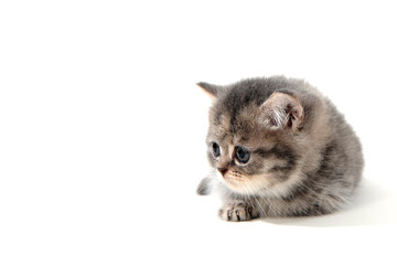Obraz premium a small fluffy kitten on a white isolated background