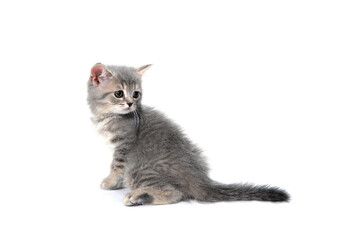Obraz premium a small fluffy kitten on a white isolated background
