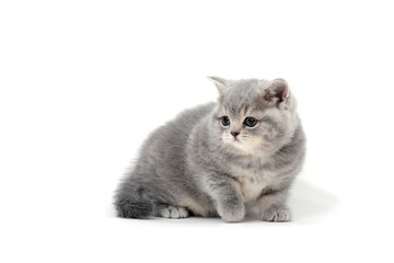 a small fluffy kitten on a white isolated background
