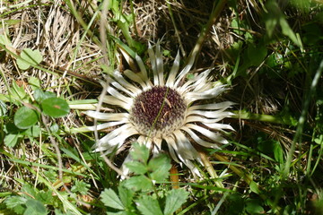 Distel