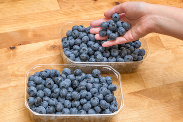 Wkładać owoce jagodowe do plastikowych pojemników, borówka amerykańska  © Paweł Kacperek