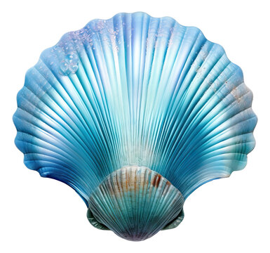 Blue scallop shell with glitter isolated.