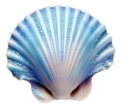 Blue scallop shell with glitter isolated.