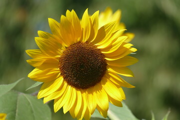 Sonnenblume