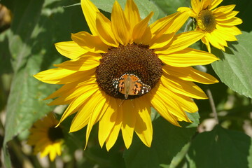 Sonnenblume mit Schmetterling