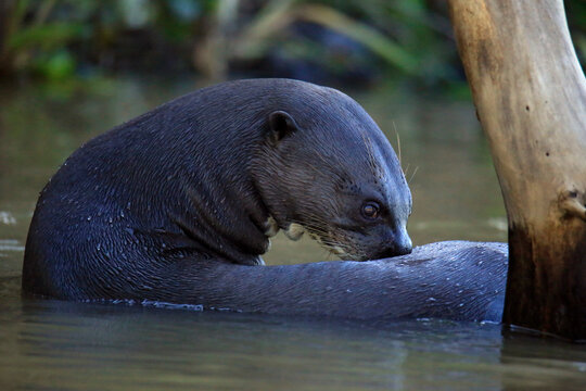 Giant Otter (Pteronura brasiliensis) in the River. Pantanal, Brazil