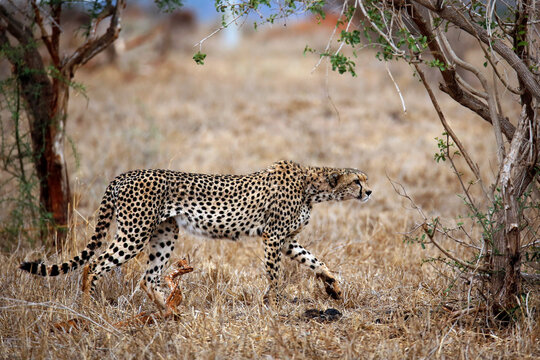 Cheetah (Acinonyx jubatus) Walking in the Bush. Taita Hills, Kenya