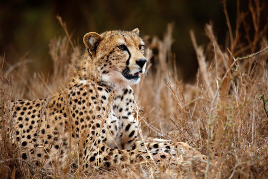 Cheetah (Acinonyx jubatus) Resting in High Grass. Taita Hills, Kenya